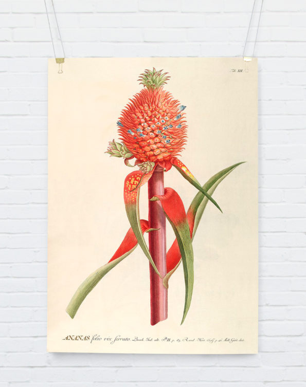 Ananas Red. Plantae Print