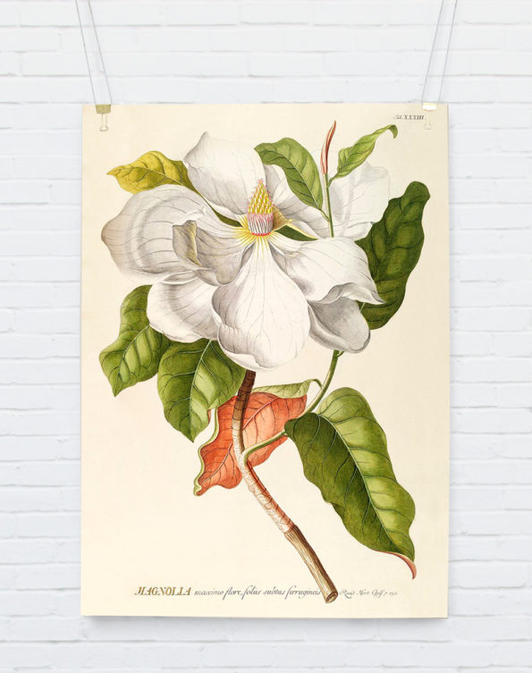 Magnolia Plantae Print 70x100cm